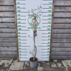 Lieska obyčajná (Corylus avellana) ´RED MAJESTIC´ - výška 140-150 cm, kont. C7,5L 